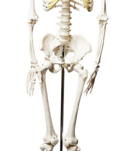 Human Skeleton Model, Half Size - Articulated Mandible - Rod Mounted - Incredible Detail for Anatomical Study - Eisco Labs