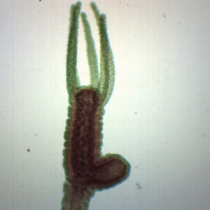 Hydra Bud - Prepared Microscope Slide - 75x25mm