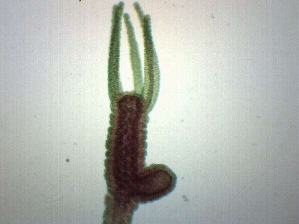 Hydra Bud - Prepared Microscope Slide - 75x25mm