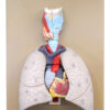 Human Lungs & Heart Model 16.5" - Mounted on Base