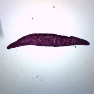 Planaria, 3 Different Regions - Cross Section - Prepared Microscope Slide - 75x25mm
