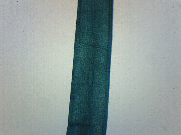 Ulva Thallus (Sea Lettuce) - Prepared Microscope Slide - 75x25mm
