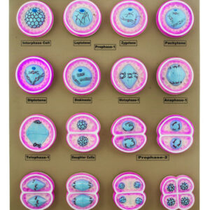 16 Plant Cell Division Meiosis Model, Mounted on Base - 24" x18" - Eisco Labs