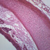 Trachea Mammal - Prepared Microscope Slide - 75x25mm