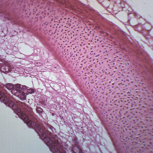 Trachea Mammal - Prepared Microscope Slide - 75x25mm