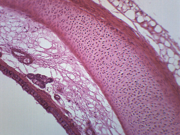 Trachea Mammal - Prepared Microscope Slide - 75x25mm