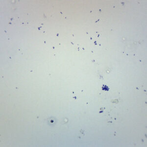 Streptococcus Pneumoniae - Gram Pos. - Prepared Microscope Slide - 75x25mm