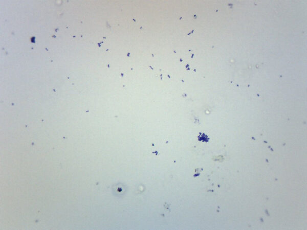 Streptococcus Pneumoniae - Gram Pos. - Prepared Microscope Slide - 75x25mm