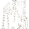 HALF Disarticulated Human Skeleton - Life size