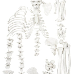 HALF Disarticulated Human Skeleton - Life size