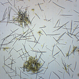 Mixed Spicules - Prepared Microscope Slide - 75x25mm