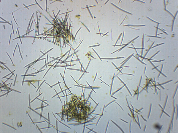Mixed Spicules - Prepared Microscope Slide - 75x25mm