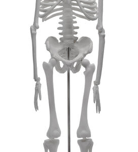 Miniature Human Skeleton Model, 17.5" Tall - With Rod Mount & Stand
