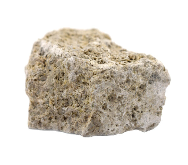Raw Fossiliferous Limestone, Sedimentary Rock Specimen - Approx. 1" - Geologist Selected & Hand Processed - Great for Science Classrooms - Eisco Labs