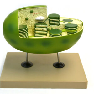 Eisco Labs Chloroplast Model with cut away section to reveal internal structures; Chloroplast 10" X 6"