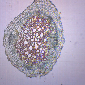 Dicot Root - Prepared Microscope Slide - 75x25mm