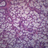 Mammalian Salivary Glands - Prepared Microscope Slide - 75x25mm