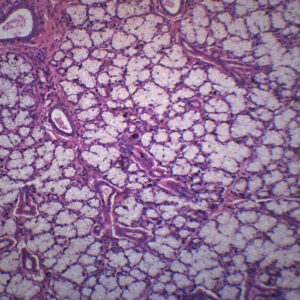 Mammalian Salivary Glands - Prepared Microscope Slide - 75x25mm