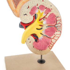 Kidney Model Longitudinal Section - Right