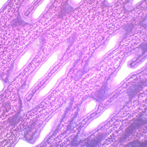 Simple Cuboidal Epithelium, Mammal - Prepared Microscope Slide - 75x25mm