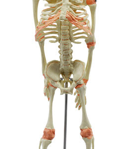 Infant Fetus Skeleton Model, Mini Size - Single Skull - Rod Mounted - Incredible Detail for Anatomical Study - Eisco Labs