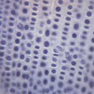 Onion Mitosis - Prepared Microscope Slide - 75x25mm