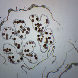 Monocot & Dicot Flower Bud - Prepared Microscope Slide - 75x25mm