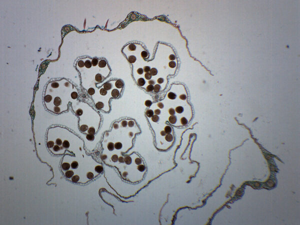 Monocot & Dicot Flower Bud - Prepared Microscope Slide - 75x25mm