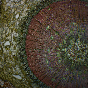 Pine Life History Composite - Prepared Microscope Slide - 75x25mm