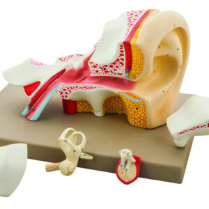 Eisco 4x Life-Size Premium Human Ear Model 5 Parts