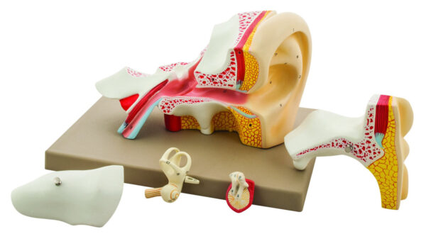 Eisco 4x Life-Size Premium Human Ear Model 5 Parts