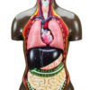 Human Torso Model 8 Parts - Life Size - Sexless