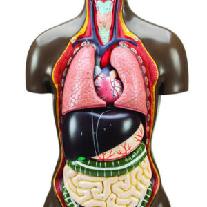 Human Torso Model 8 Parts - Life Size - Sexless