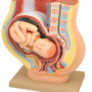 Eisco Human Female Pelvis with Full Term Removable Fetus