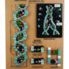 DNA Structure Model - 5 Parts Mounted on Base