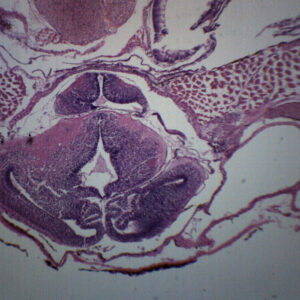 Tadpole Head Region - Cross Section - Prepared Microscope Slide - 75x25mm