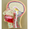 Eisco Life-Size Human Head Model Half Median Section