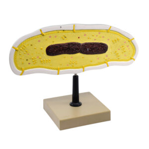 Bacteria Cell Structure Model - 10 Labeled Structures with Key Card - Mounted on Stand