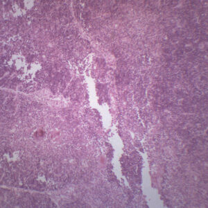 Thymus - Prepared Microscope Slide - 75x25mm