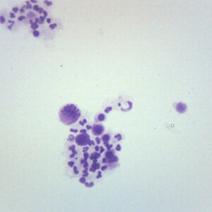 Female Chromosome Smear, Human - Prepared Microscope Slide - 75x25mm