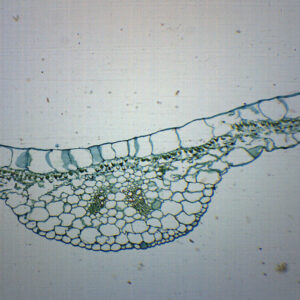 Begonia Leaf - Cross Section - Prepared Microscope Slide - 75x25mm