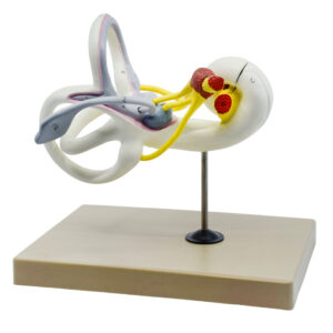 Eisco Ear Labyrinth Model - Bony and Membranous Inner Ear
