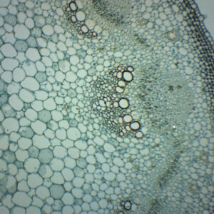Helianthus Stem - Cross Section - Prepared Microscope Slide - 75x25mm