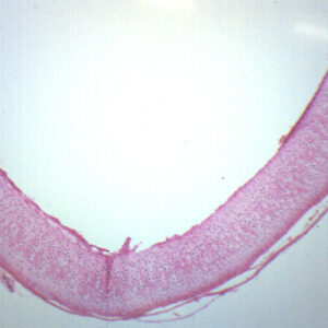 Hyaline Cartilage - Prepared Microscope Slide - 75x25mm