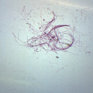 Oscillatoria - Prepared Microscope Slide - 75x25mm