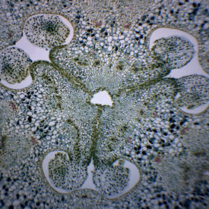 Lilium Ovary - Prepared Microscope Slide - 75x25mm
