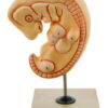 Eisco Human Embryo Model