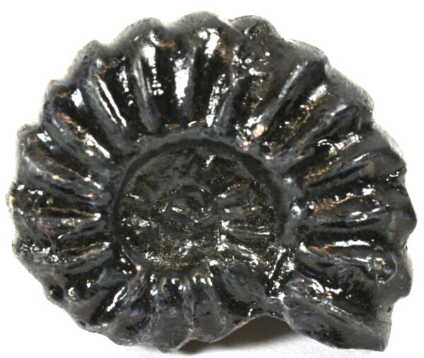 4cm Mesozoic Ammonite Fossil Replica perisphinctes