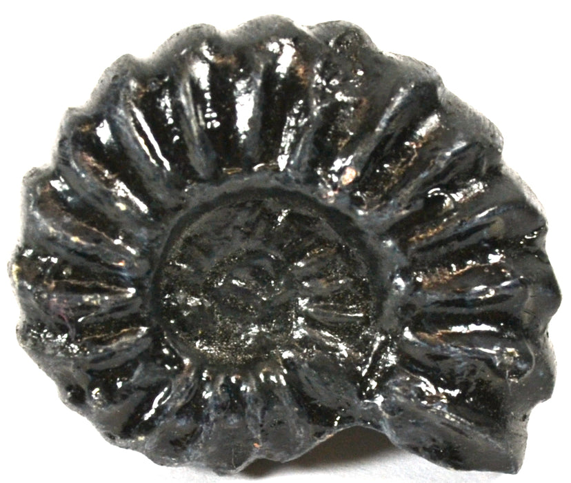 6PK Muscovite Mica Specimen (Mineral), Approx. 1 (3cm) - Ideal