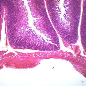 Stomach Composite Section - Prepared Microscope Slide - 75x25mm